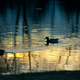 Image for article titled Shooting Challenge: Golden Hour Gallery 2
